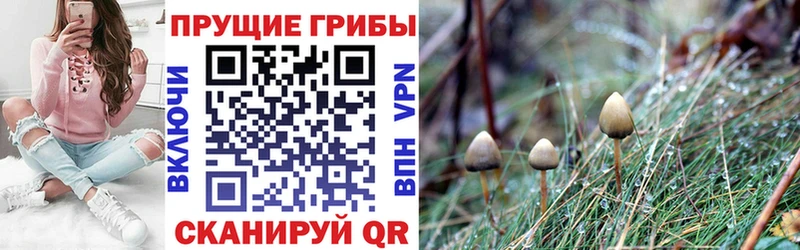 Псилоцибиновые грибы ЛСД  Элиста 